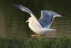 Larus armenicus
